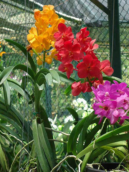 Penang Botanic Gardens Orchid, source: Wikimedia Commons