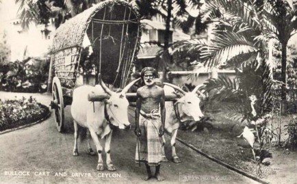 Bullock Cart in Colombo via lankapura.com
